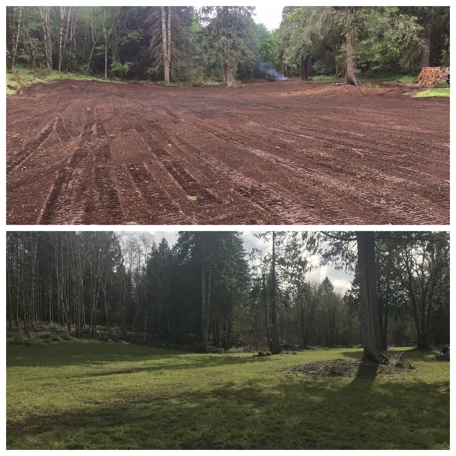 Land cleared under a stand of evergreen trees.