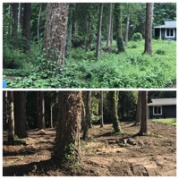 Underbrush Removal, Tenino, WA