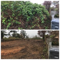 Blackberry Removal, Algona, WA