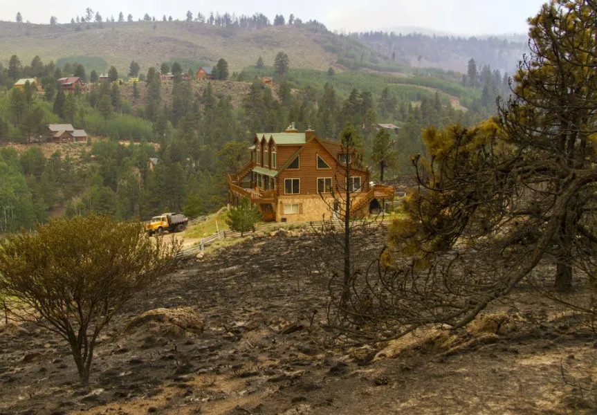 Dead trees that could easily burn in a wildfire.