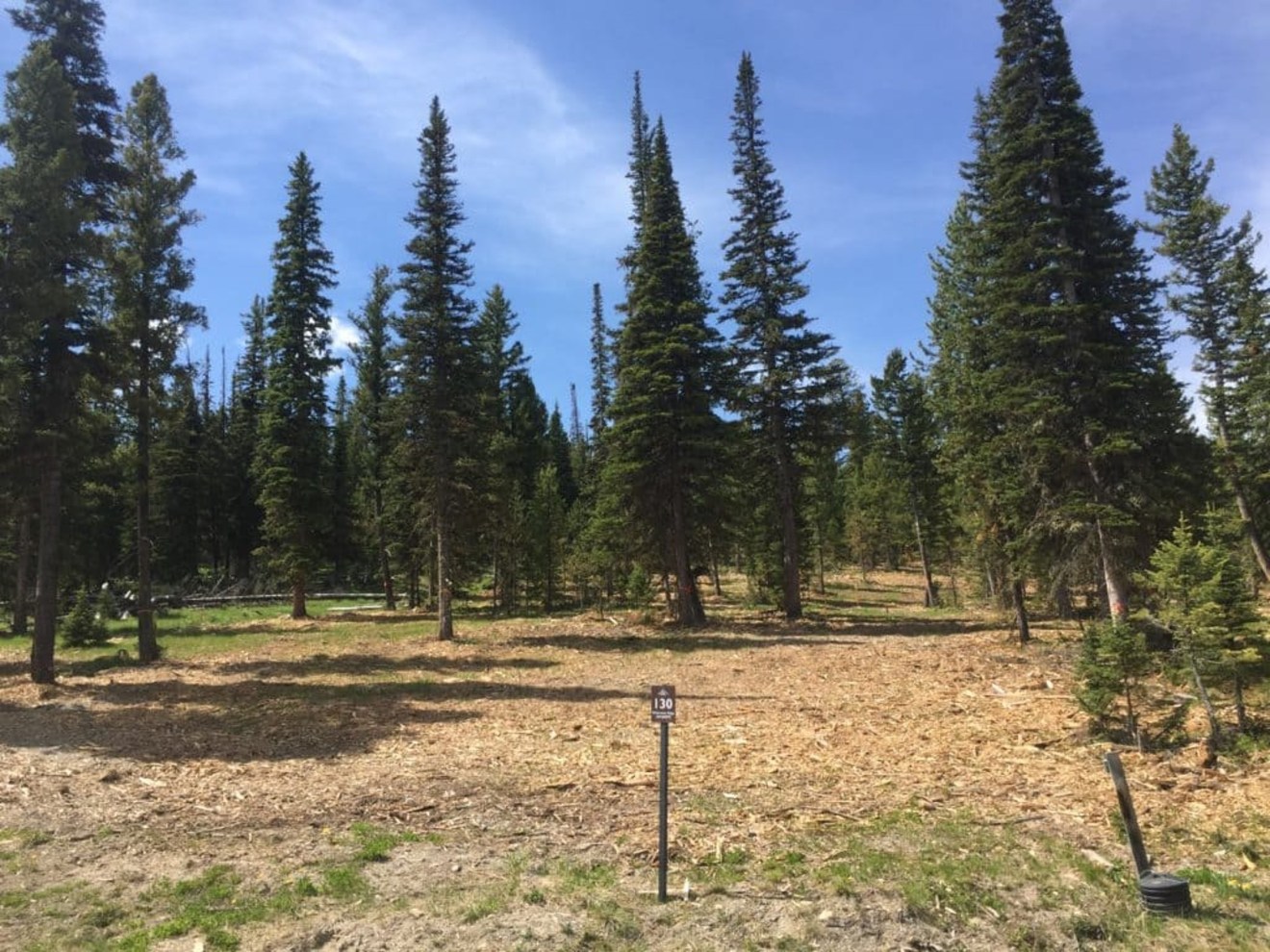 Land cleared under a stand of evergreen trees.